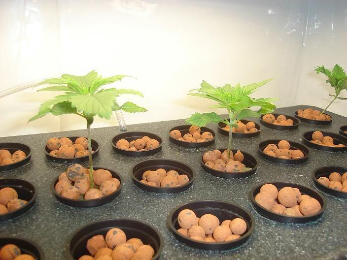 ThreeWWsincludingstuntedseedling.jpg