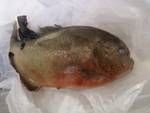 fishy_zps1974a09d.jpg