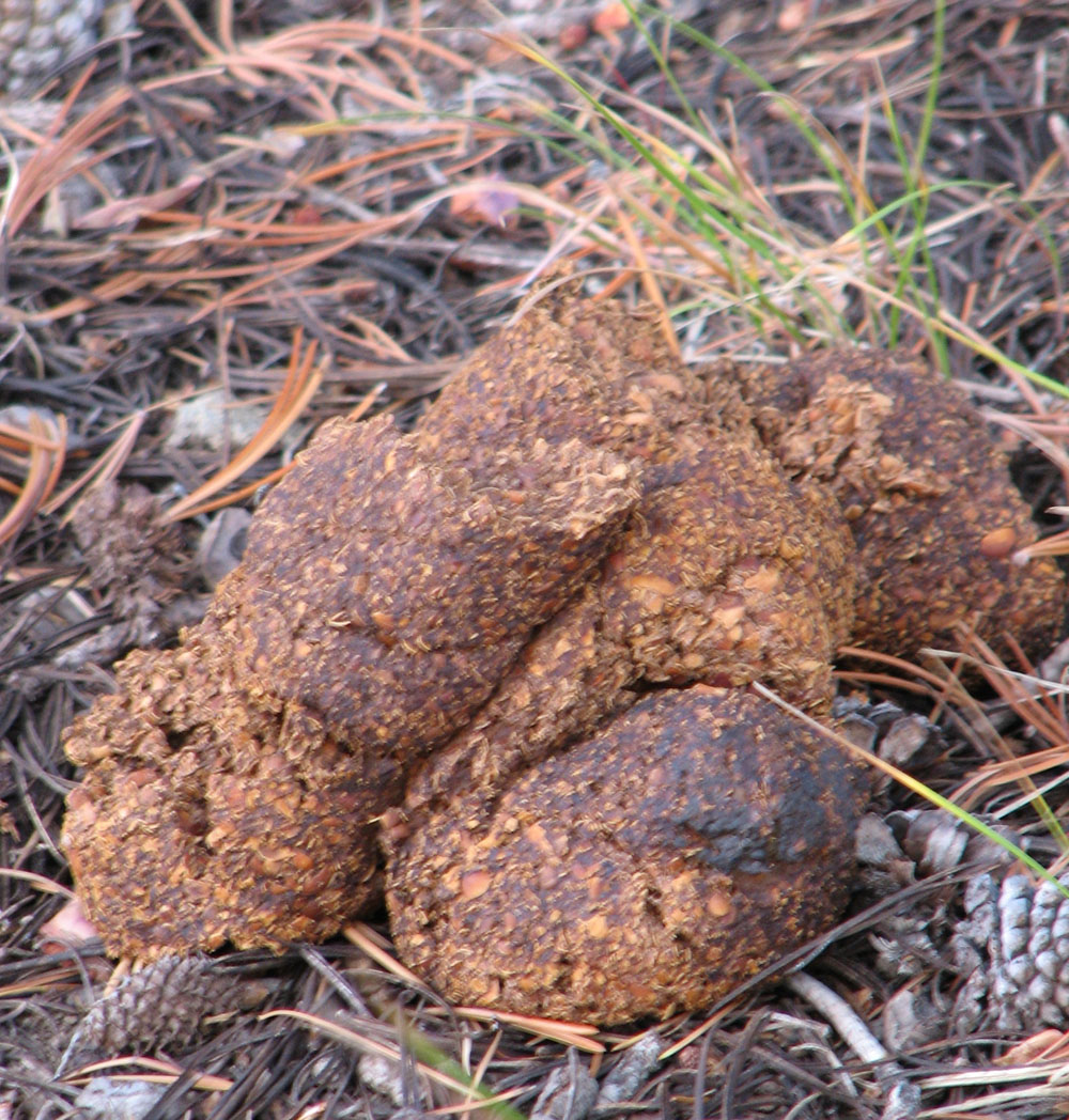 bear-scat-at-bear-tree-cropped-and-resized.jpg