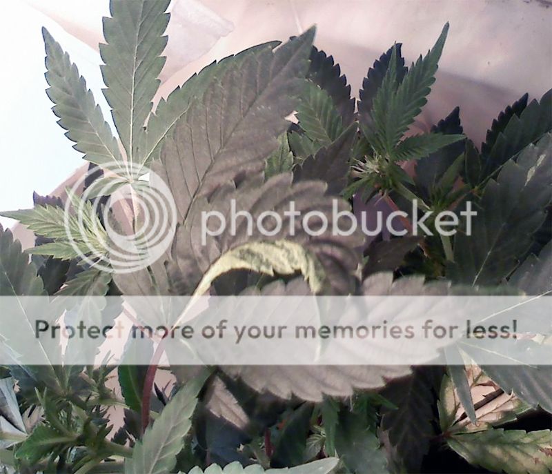 twistleaf.jpg