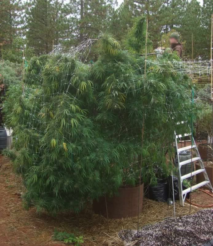 buttegrow4.jpg