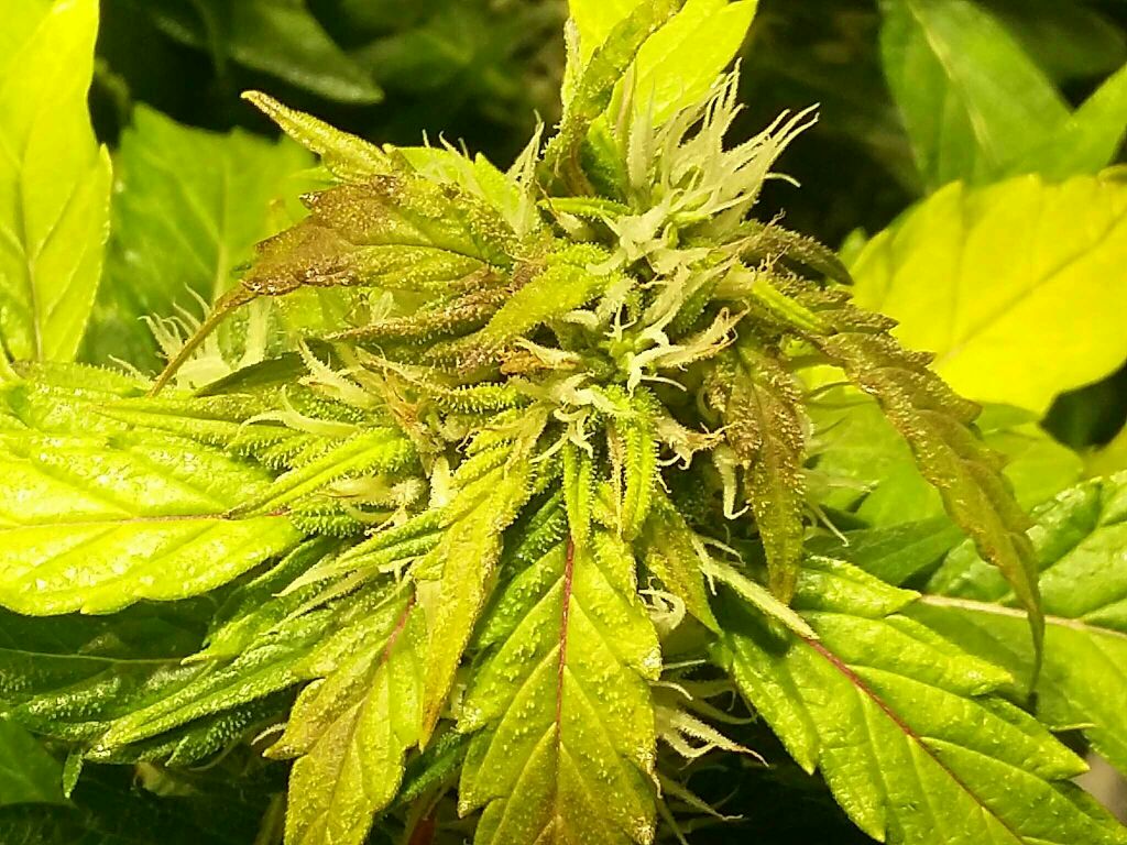 420-magazine-mobile1562535621.jpg