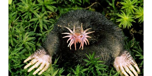 Star-Nosed-Mole.jpg