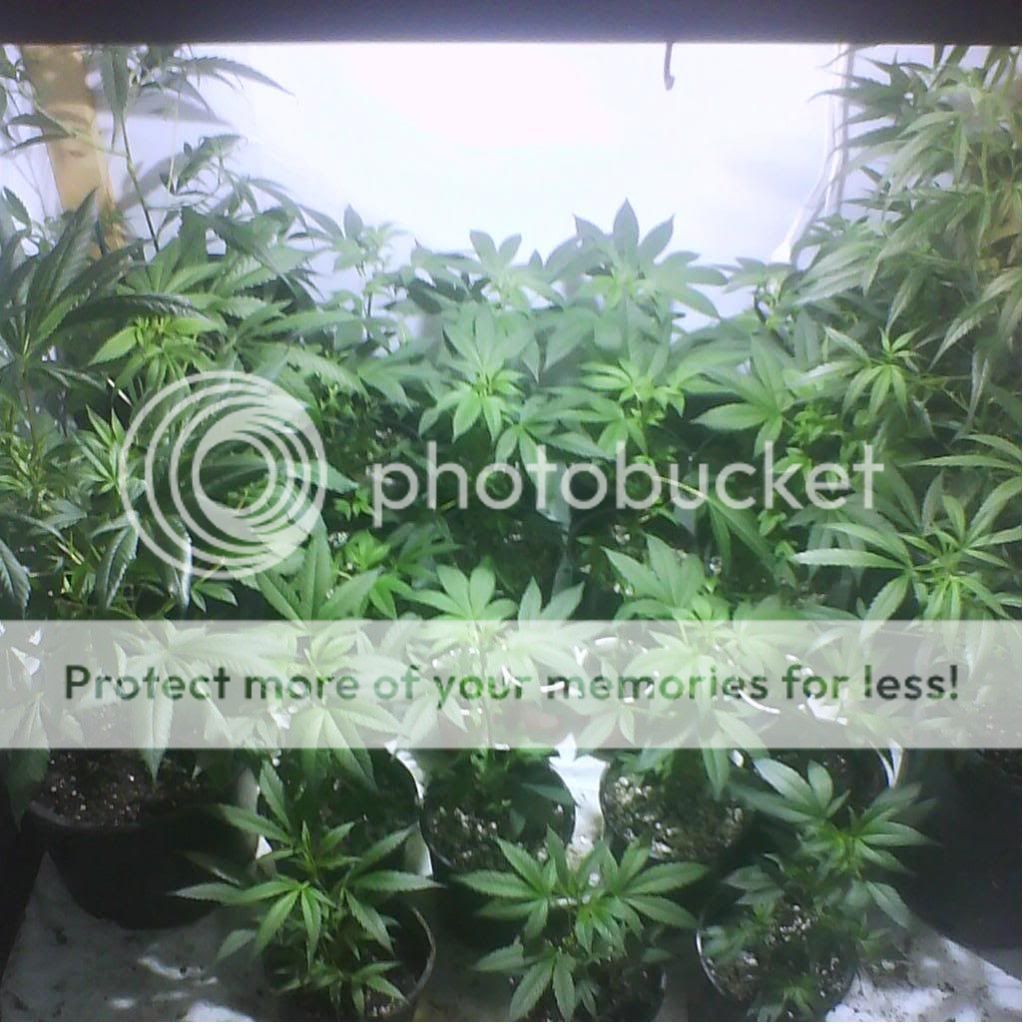 grow.jpg