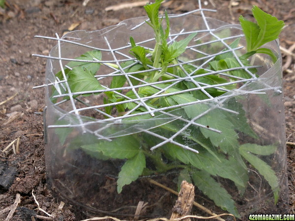 Outside_grow_17_7_13_3_.jpg