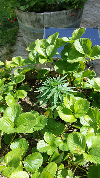 plant13.jpg