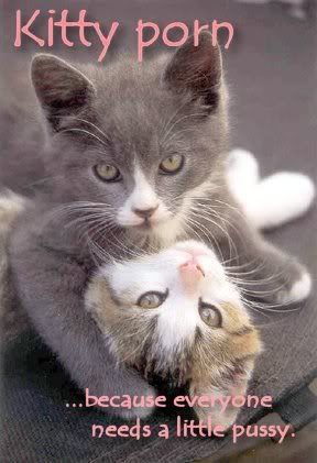 kitty.jpg