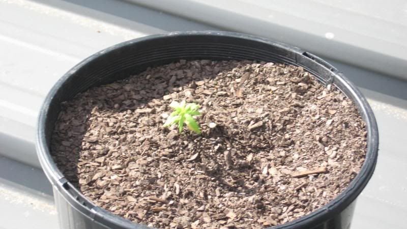 PLANTS003.jpg