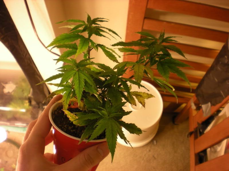 plants243.jpg
