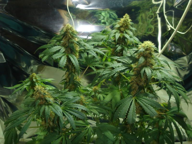 beforeharvest013.jpg