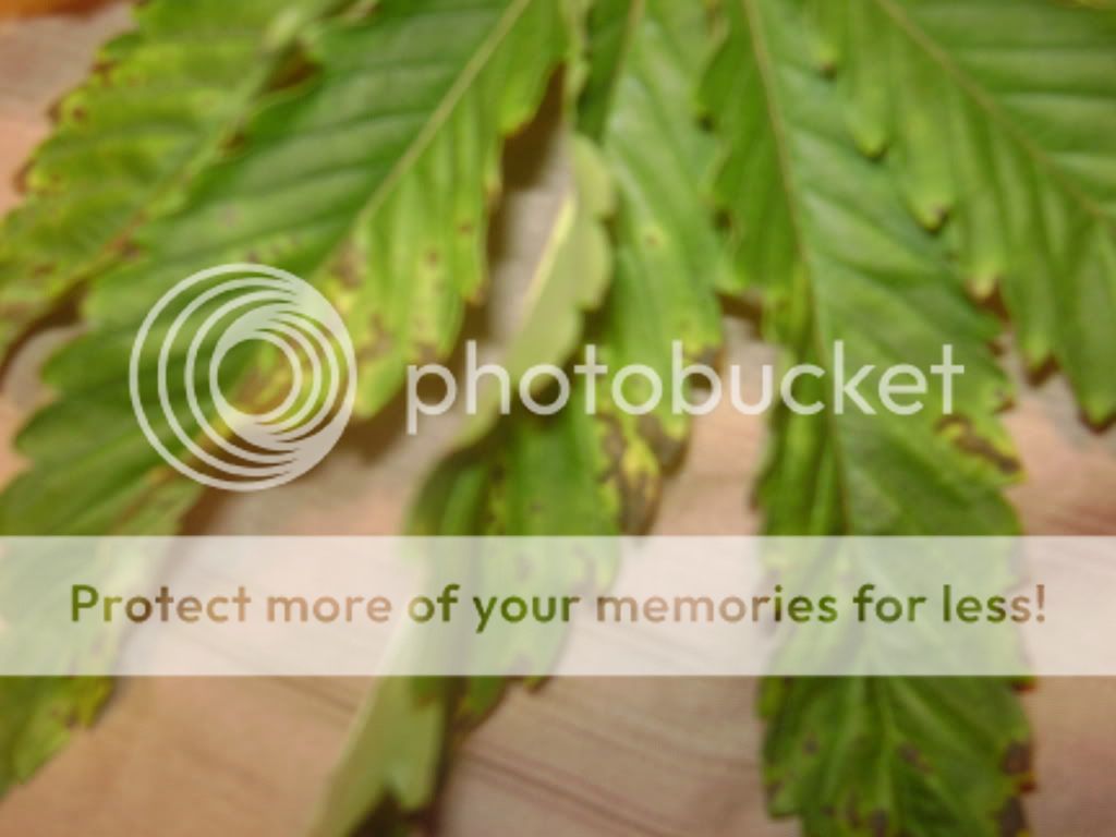 plantproblems009.jpg