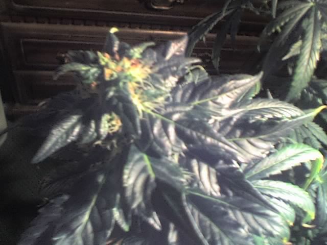 11-18-07_1327.jpg