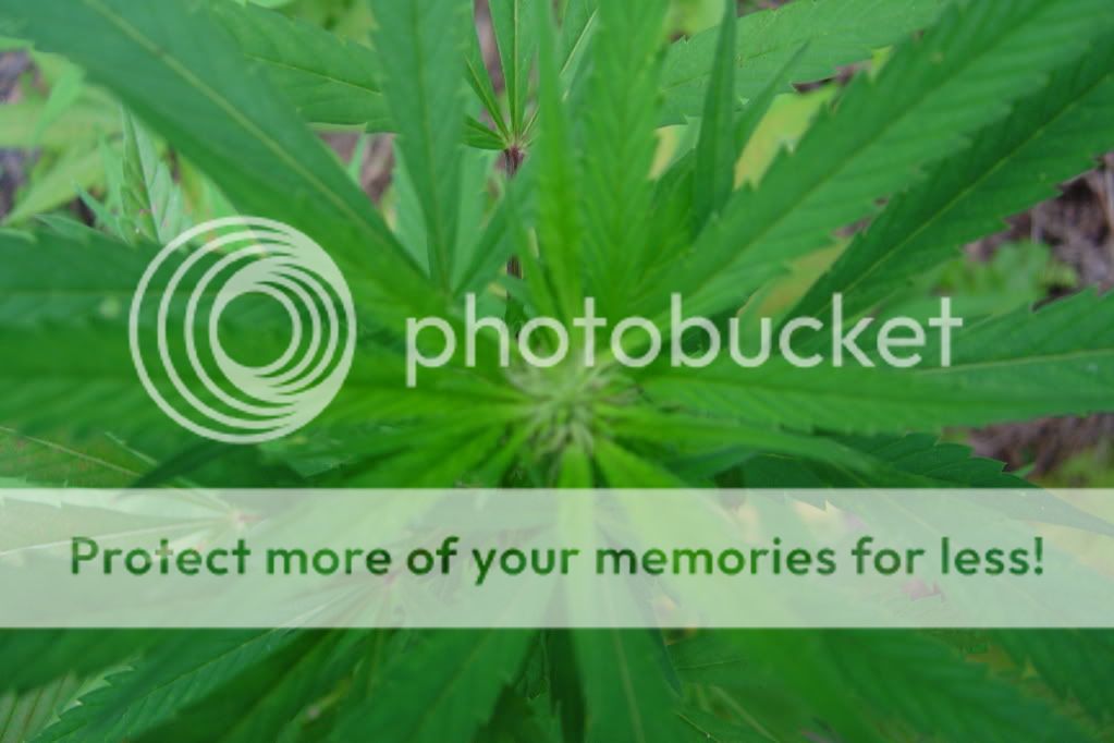 secondherbal005.jpg