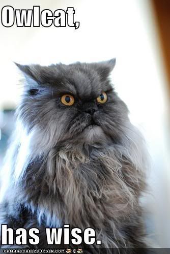 funny-pictures-wise-owl-cat.jpg