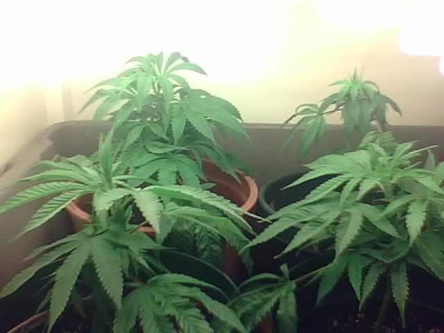PlantPic4.jpg