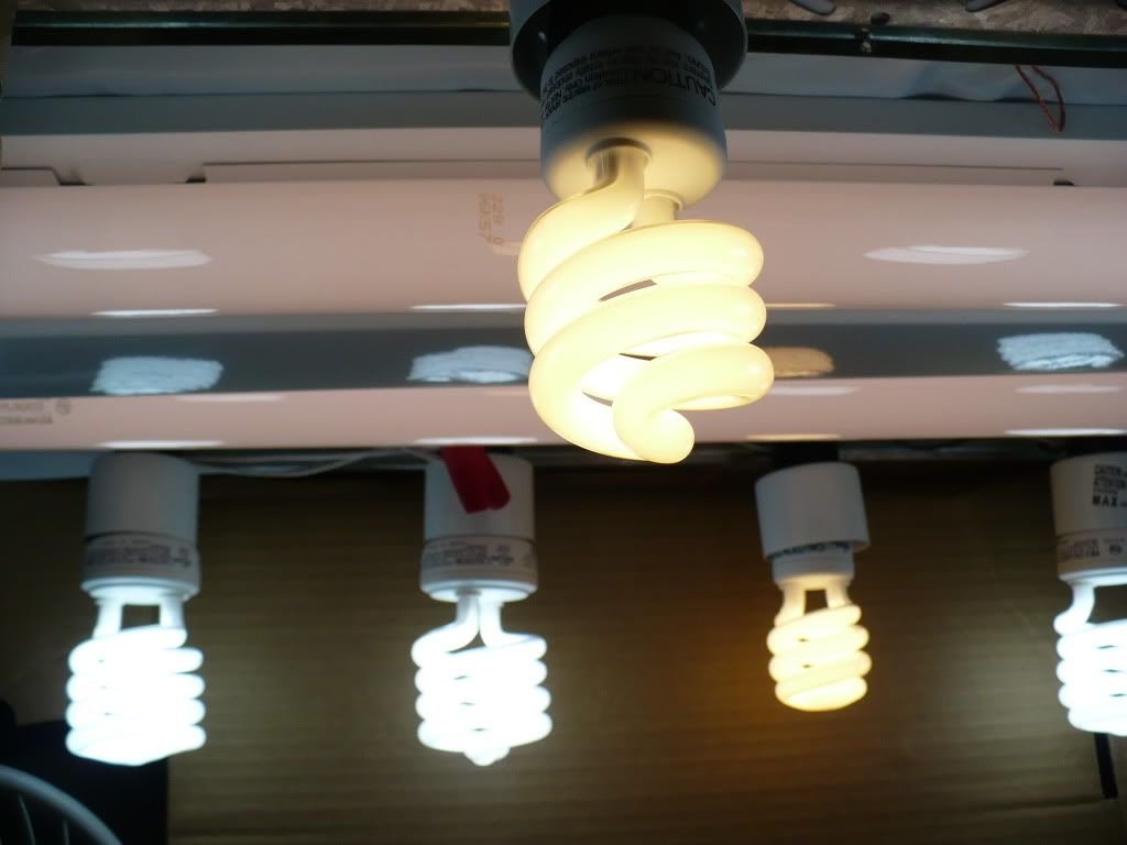 P1010463.jpg