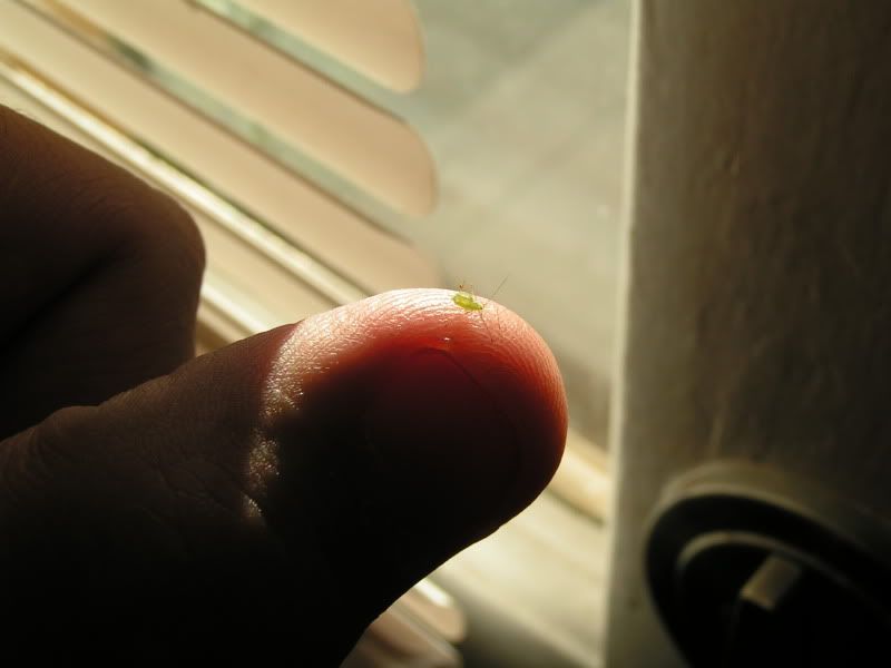 PICT8092.jpg