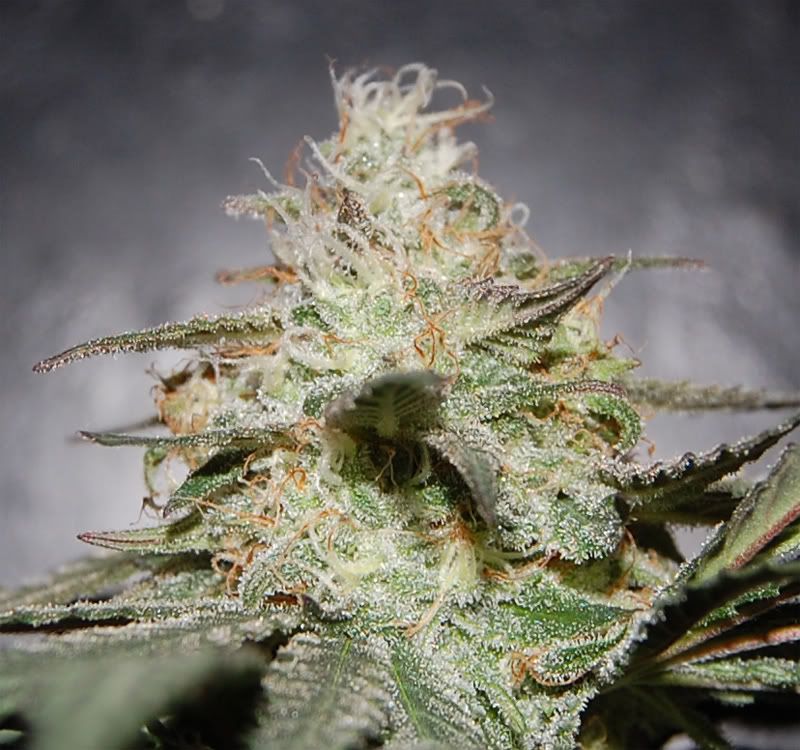 bubba_cola_close.jpg