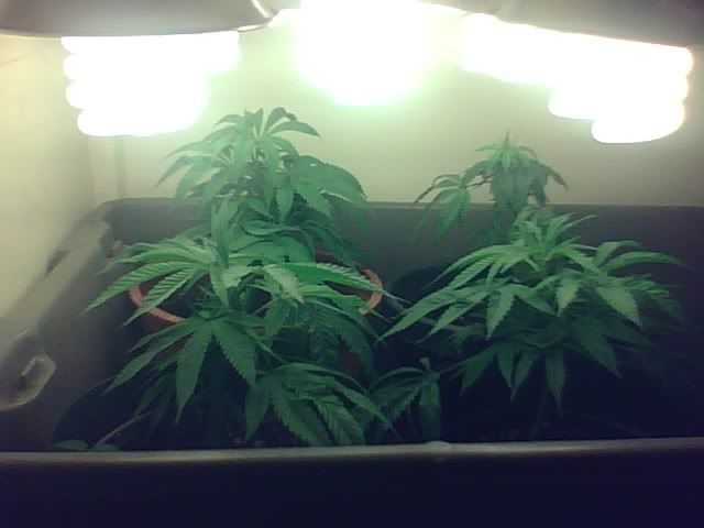 PlantPic1.jpg