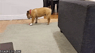 gifs_22.gif