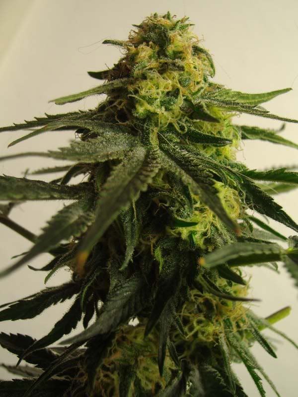 bud15.jpg