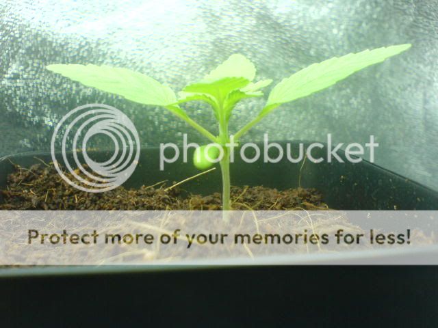 DSC00016.jpg