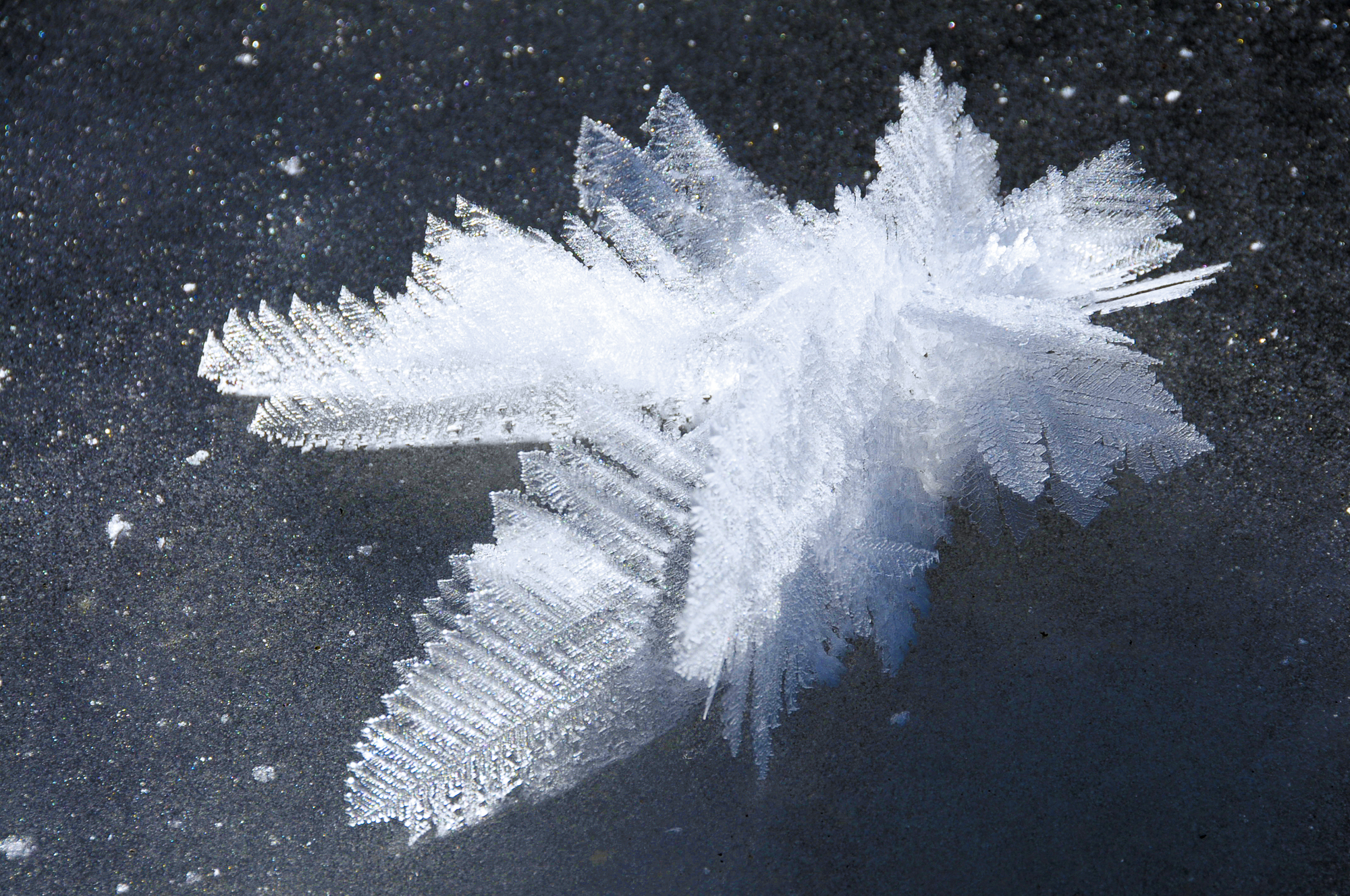 ice-flower1.jpg