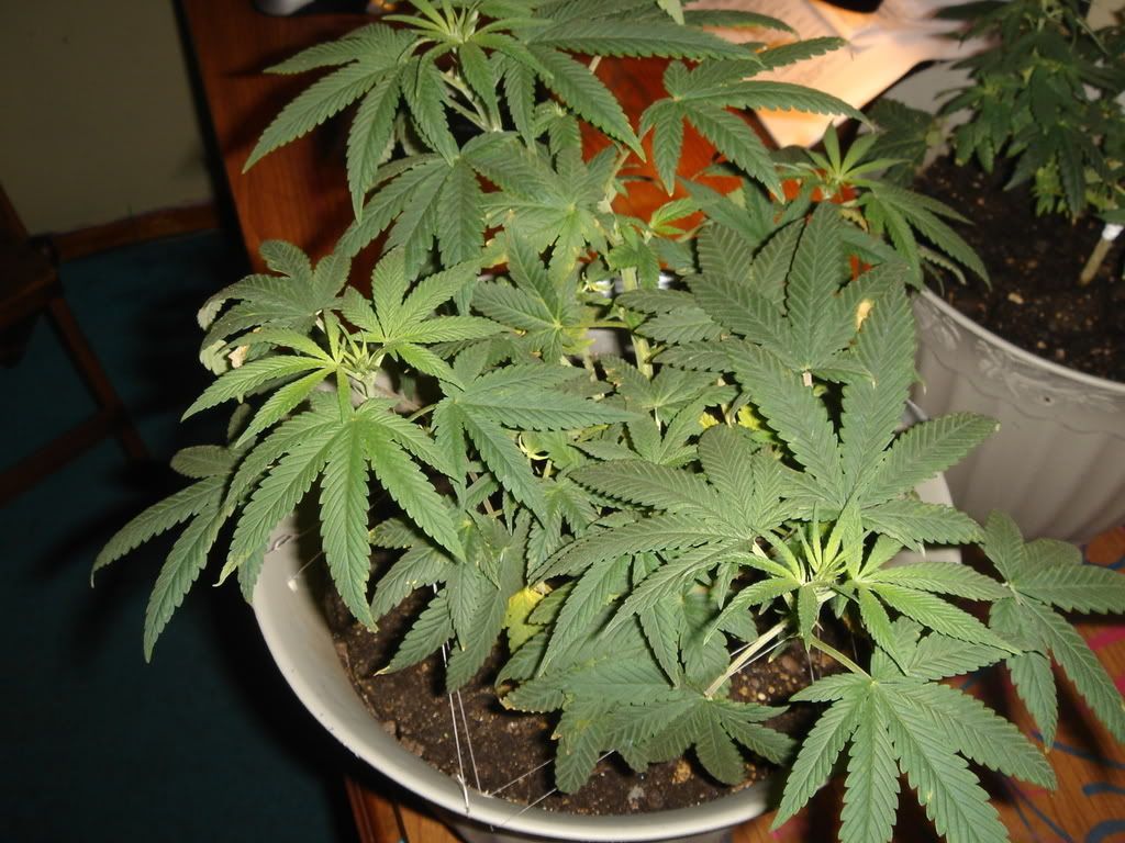 9-18-08007.jpg