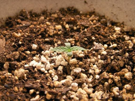plant416.jpg
