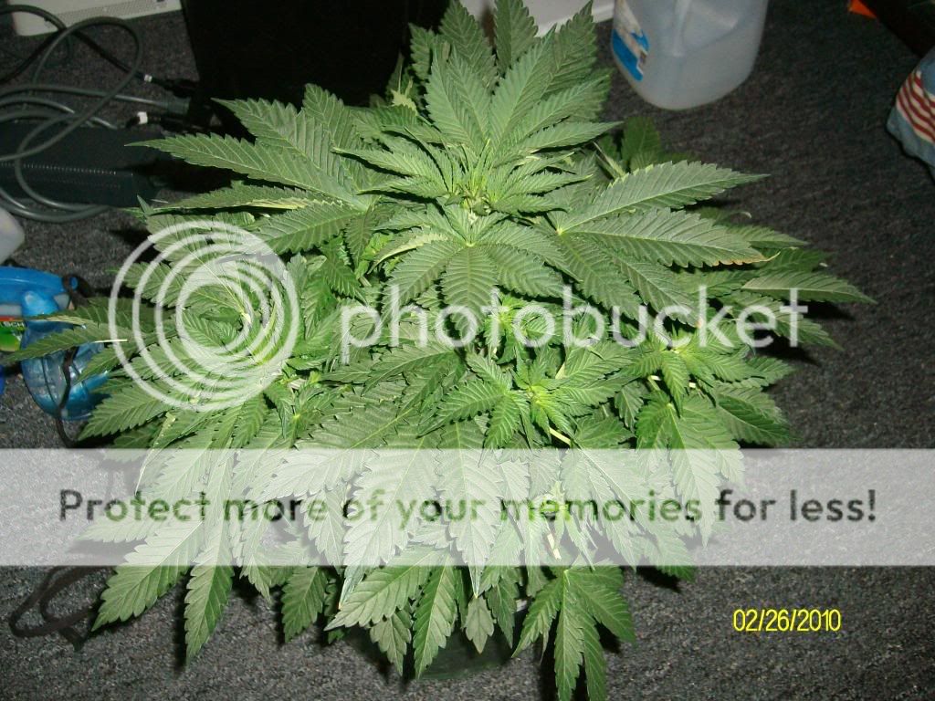 SANY6209.jpg