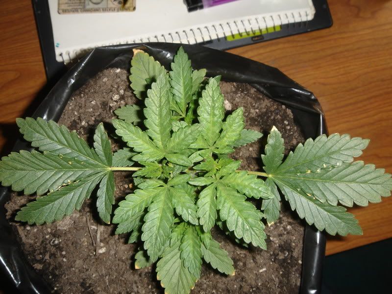 plants014.jpg