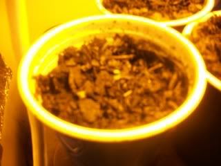 100_1371.jpg