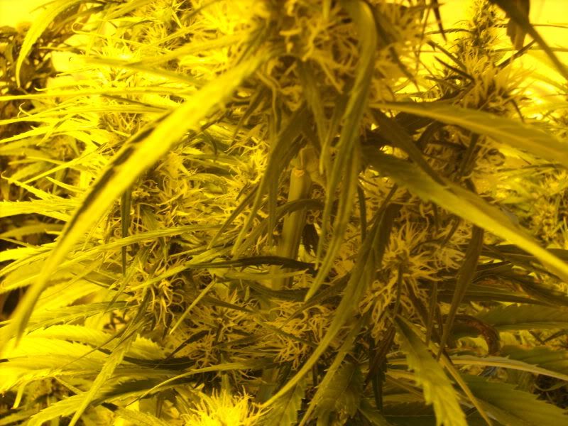 plants17010.jpg