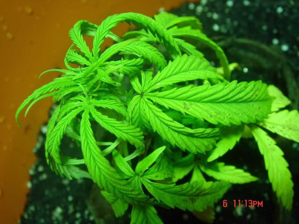 Weedsecondpictureseriese050.jpg