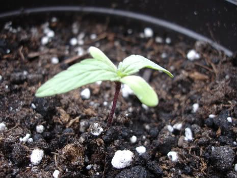 seedling2.jpg