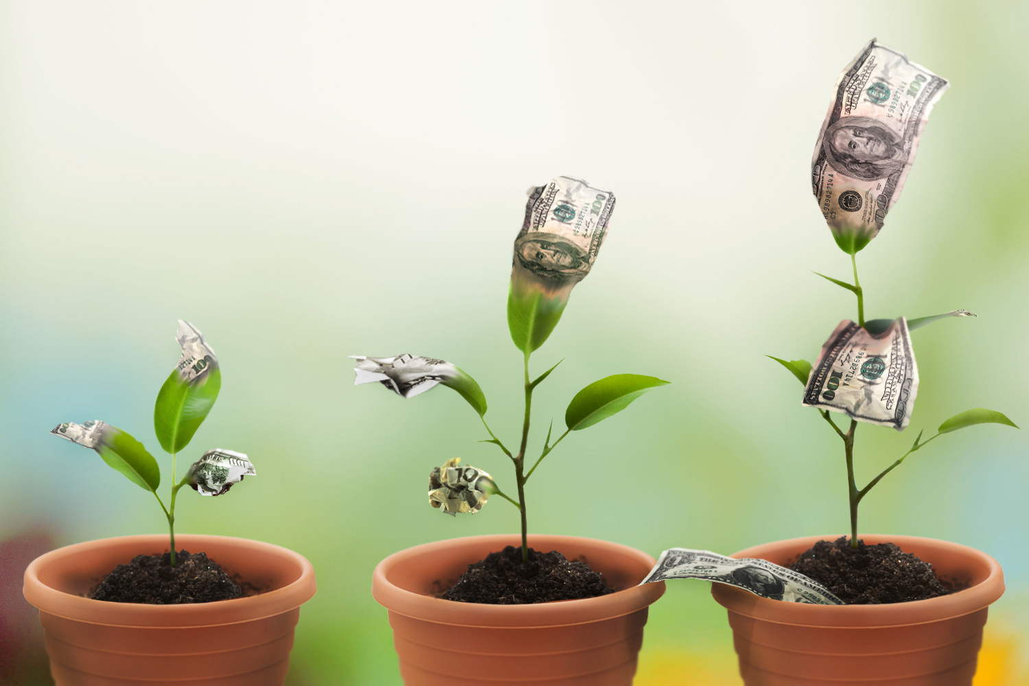 money_plant_by_mokikang-d6mmw36.jpg