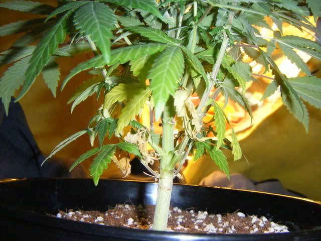 DSCF1518.jpg