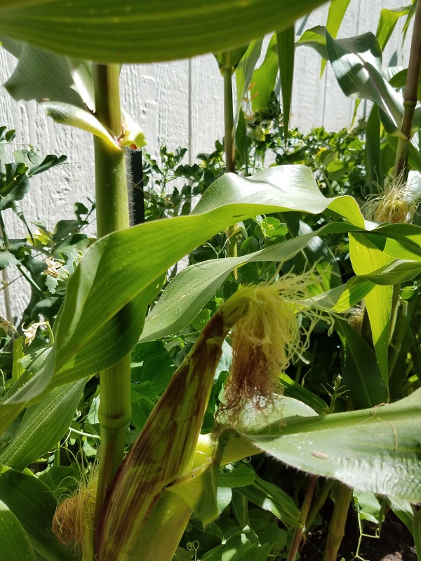corn1b.jpg