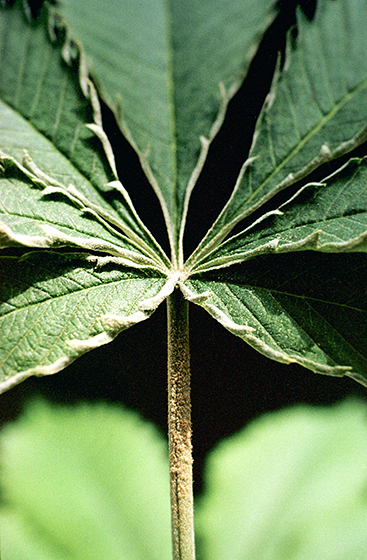 russet-mites-on-leaf-2009-by-Karl-Hillig.jpg