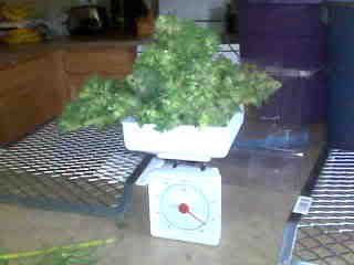 blueberryharvest.jpg
