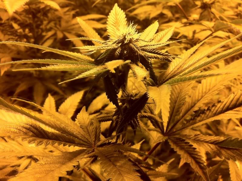 grow041.jpg