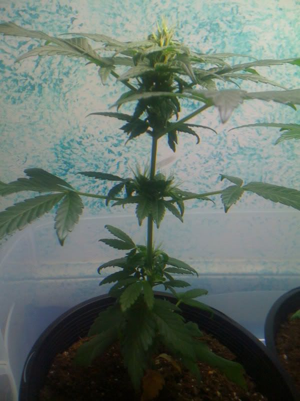 plant002.jpg