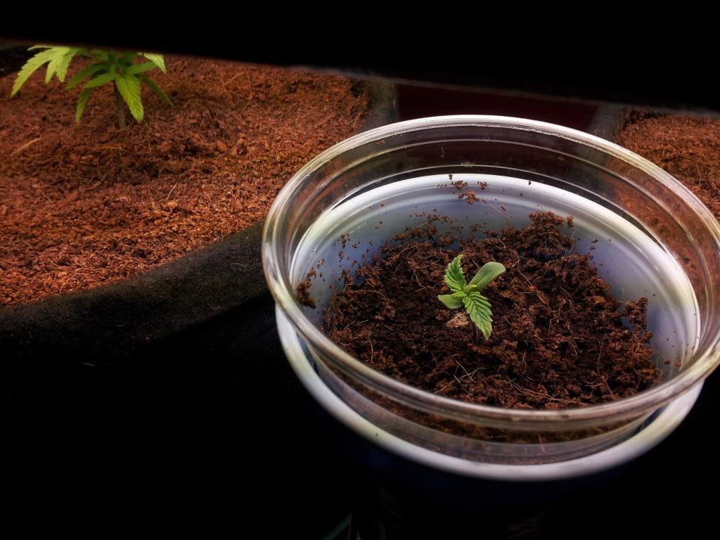 4weeks3daysSEED1.jpg