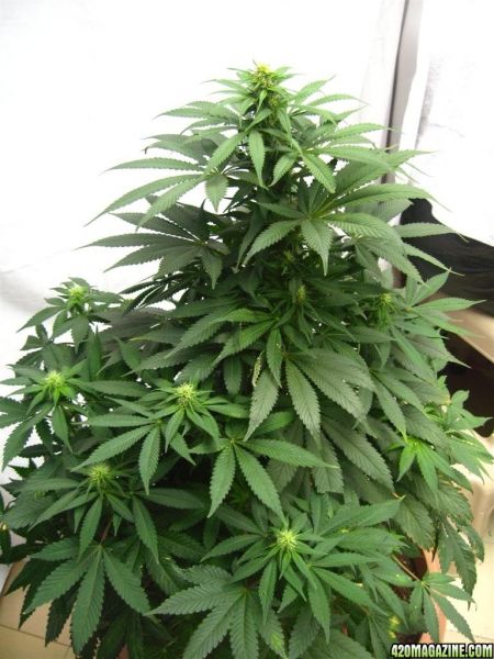 BB_CC_Grow_Update_Sep_13_3_.jpg