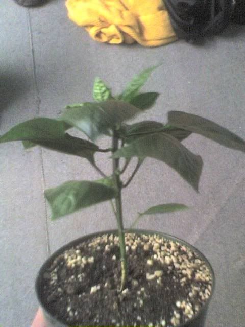 Pepper2.jpg