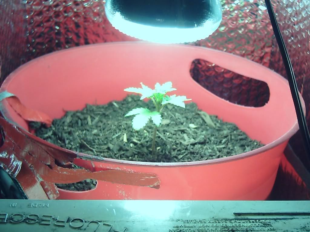myplant15.jpg