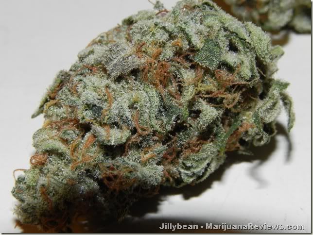 81610kush2pushjillybean1.jpg