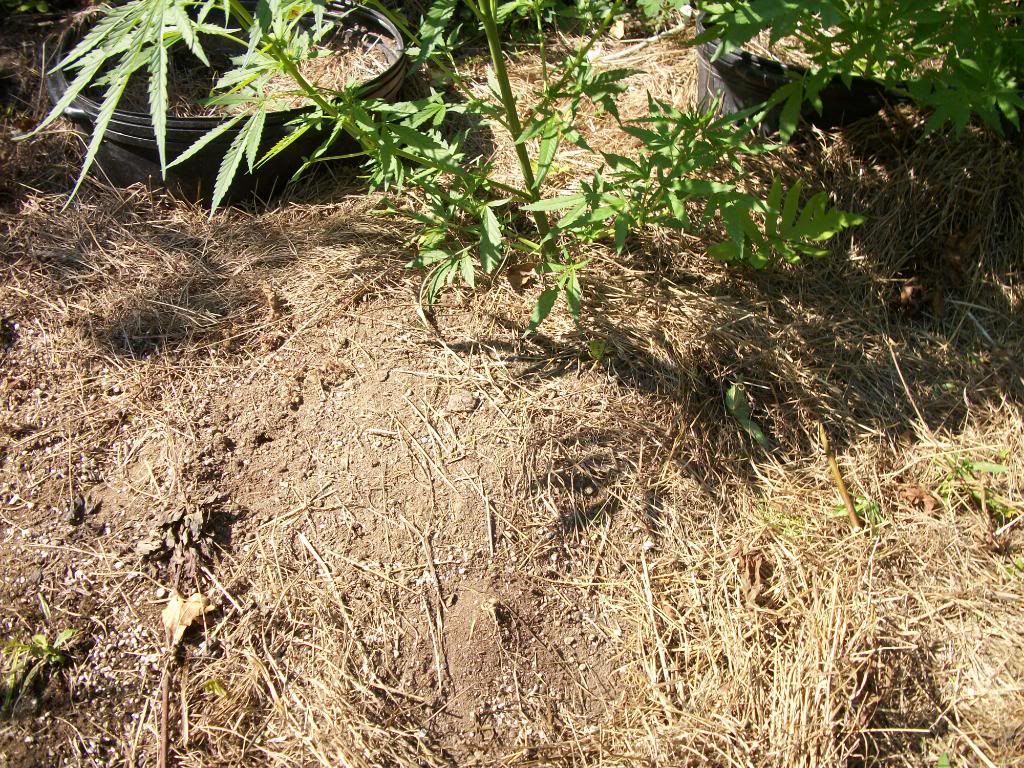 lateaugust2010157.jpg