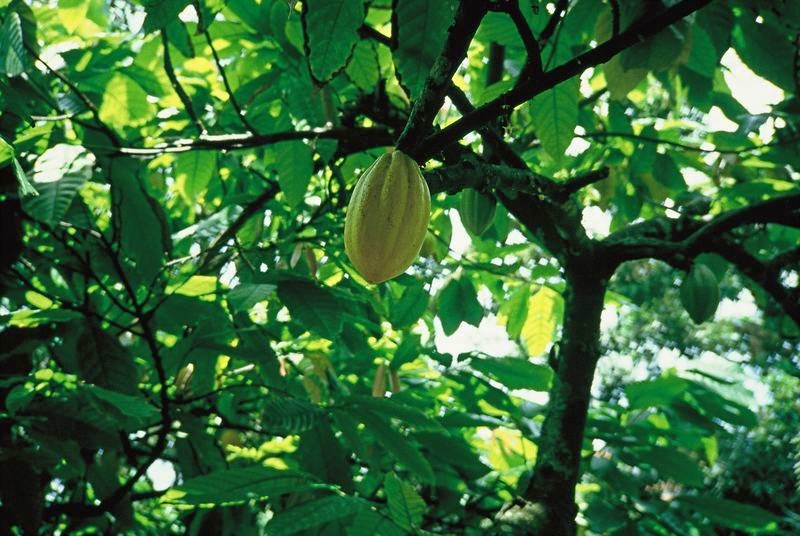 Cacao.jpeg