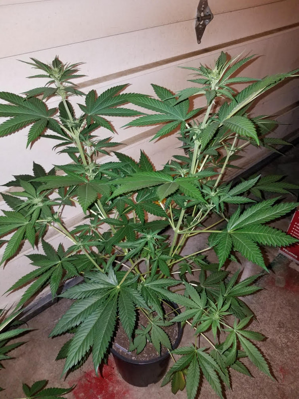 wateronlyogkush.jpg
